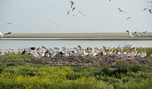 птицы на озере в Калмыкии