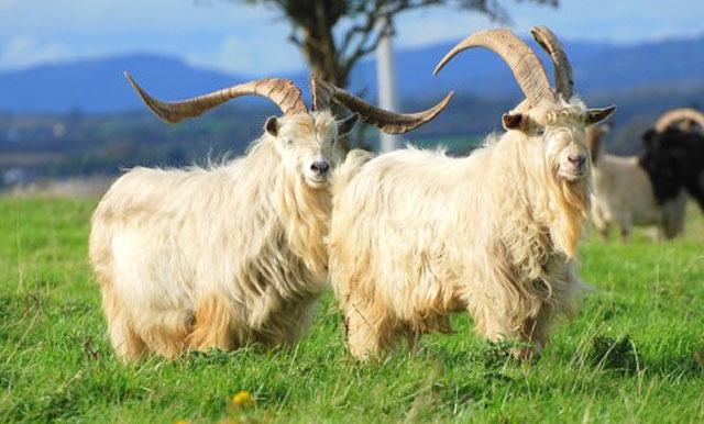 Пуховая порода коз