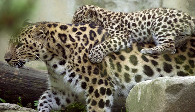 амурский леопард редкое животное